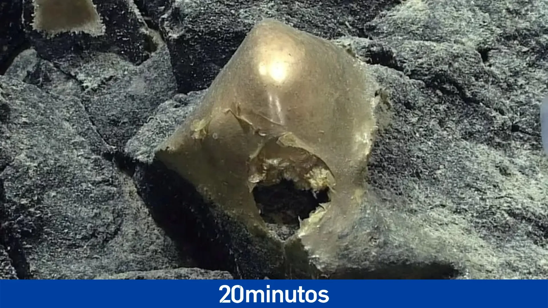 El misterioso ‘huevo de oro’ hallado en el fondo del mar que desconcierta a los científicos