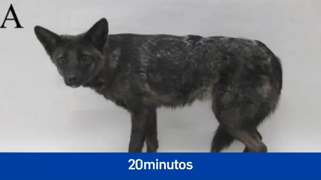 El primer híbrido conocido entre un zorro de las pampas y un perro doméstico, fallecido en extrañas circunstancias El primer híbrido conocido entre un zorro de las pampas y un perro doméstico, fallecido en extrañas circunstancias