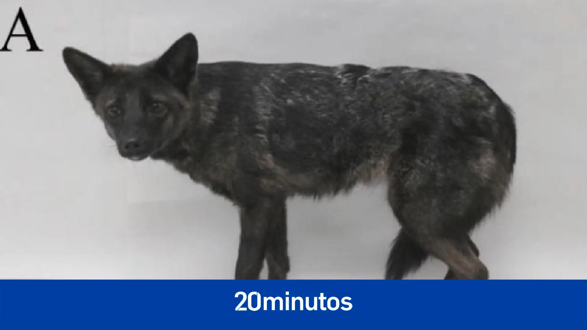 El primer híbrido conocido entre un zorro de las pampas y un perro doméstico, fallecido en extrañas circunstancias