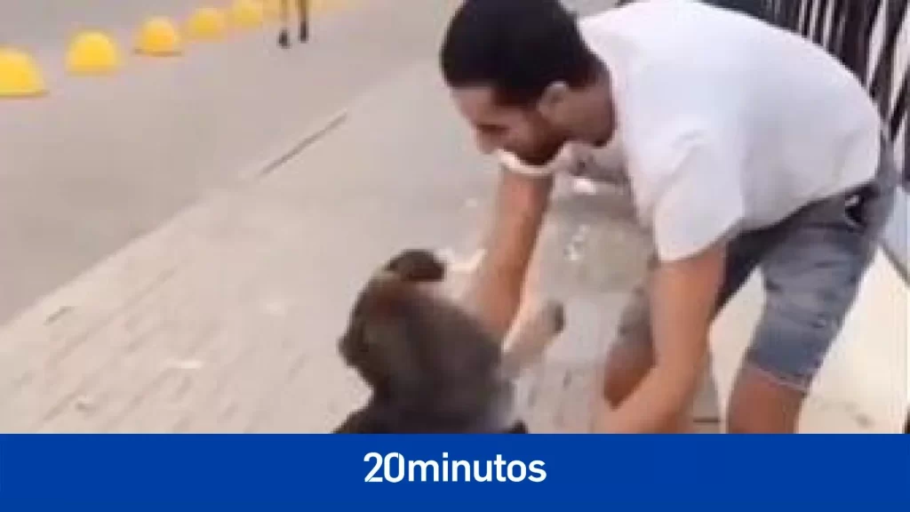 La conmovedora reacción de un perro tras ser rescatado por un chico tras haber caído al agua La conmovedora reacción de un perro tras ser rescatado por un chico tras haber caído al agua