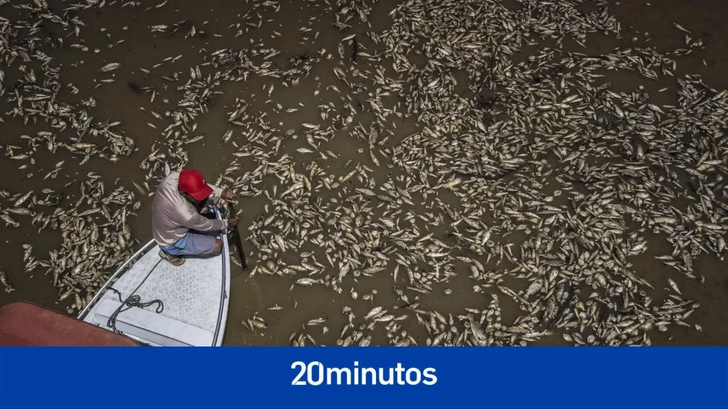 La sequía en la Amazonía y las temperaturas récord provocan la muerte de toneladas de peces La sequía en la Amazonía y las temperaturas récord provocan la muerte de toneladas de peces