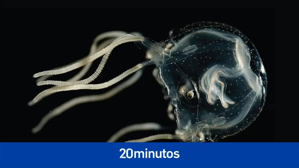 Un estudio revela que las medusas son más inteligentes de lo que se pensaba y es una buena noticia para el hombre