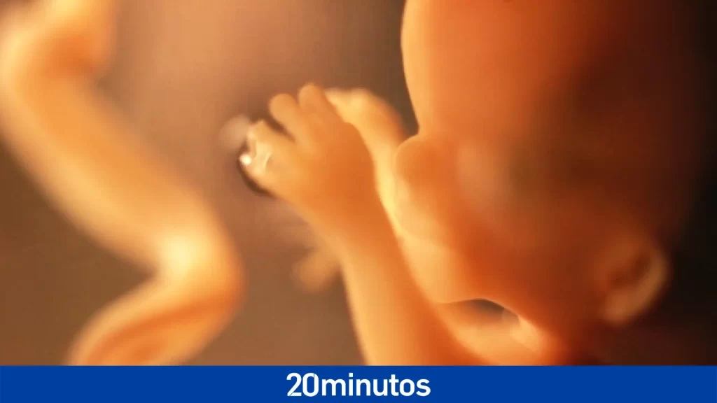 científicos crean embriones humanos de 14 días a partir de células madre cultivadas
