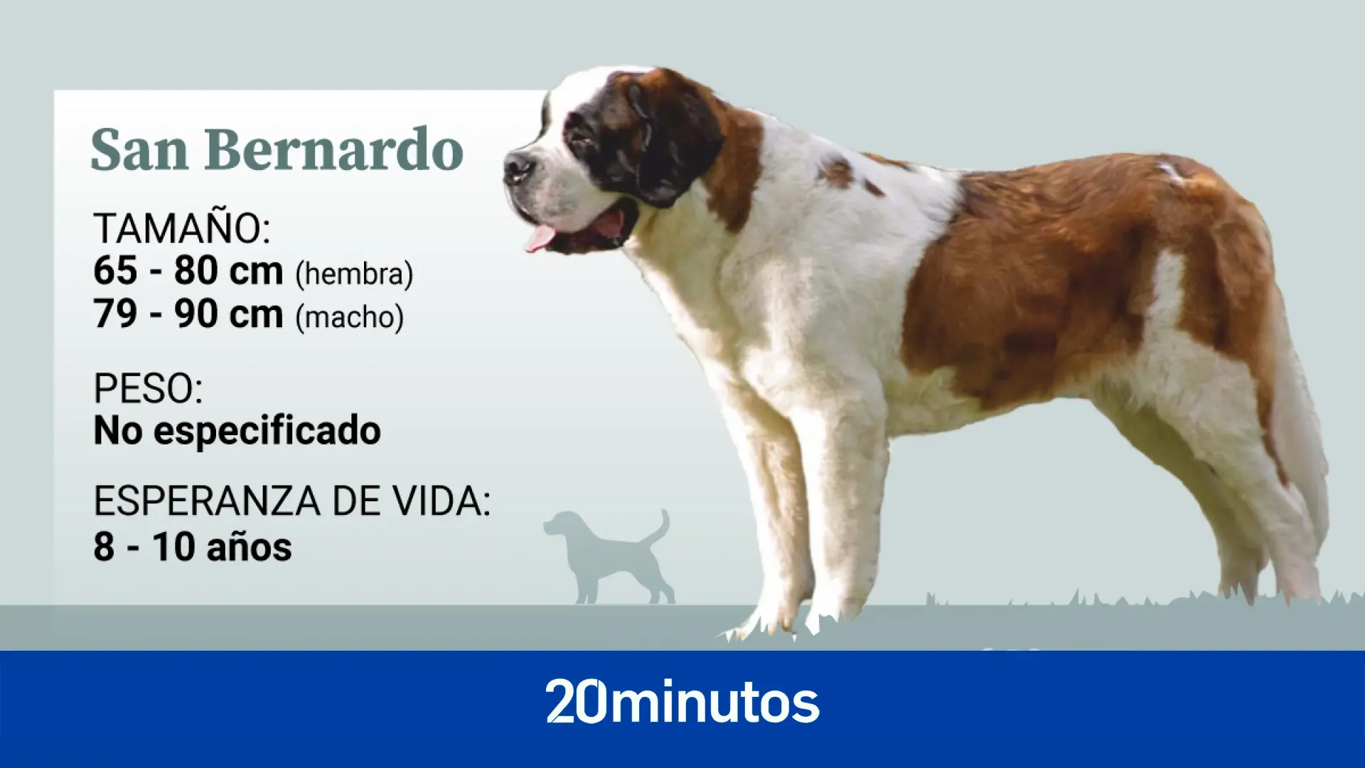 Así es el perro de San Bernardo, un gigante gentil, paciente y dulce