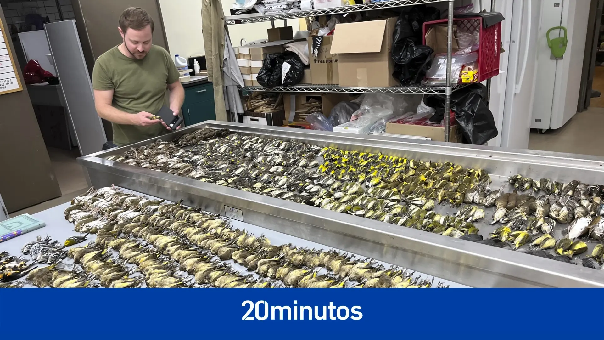 El insólito caso de miles de aves muertas en una sola noche al chocar contra un edificio en Chicago El insólito caso de miles de aves muertas en una sola noche al chocar contra un edificio en Chicago