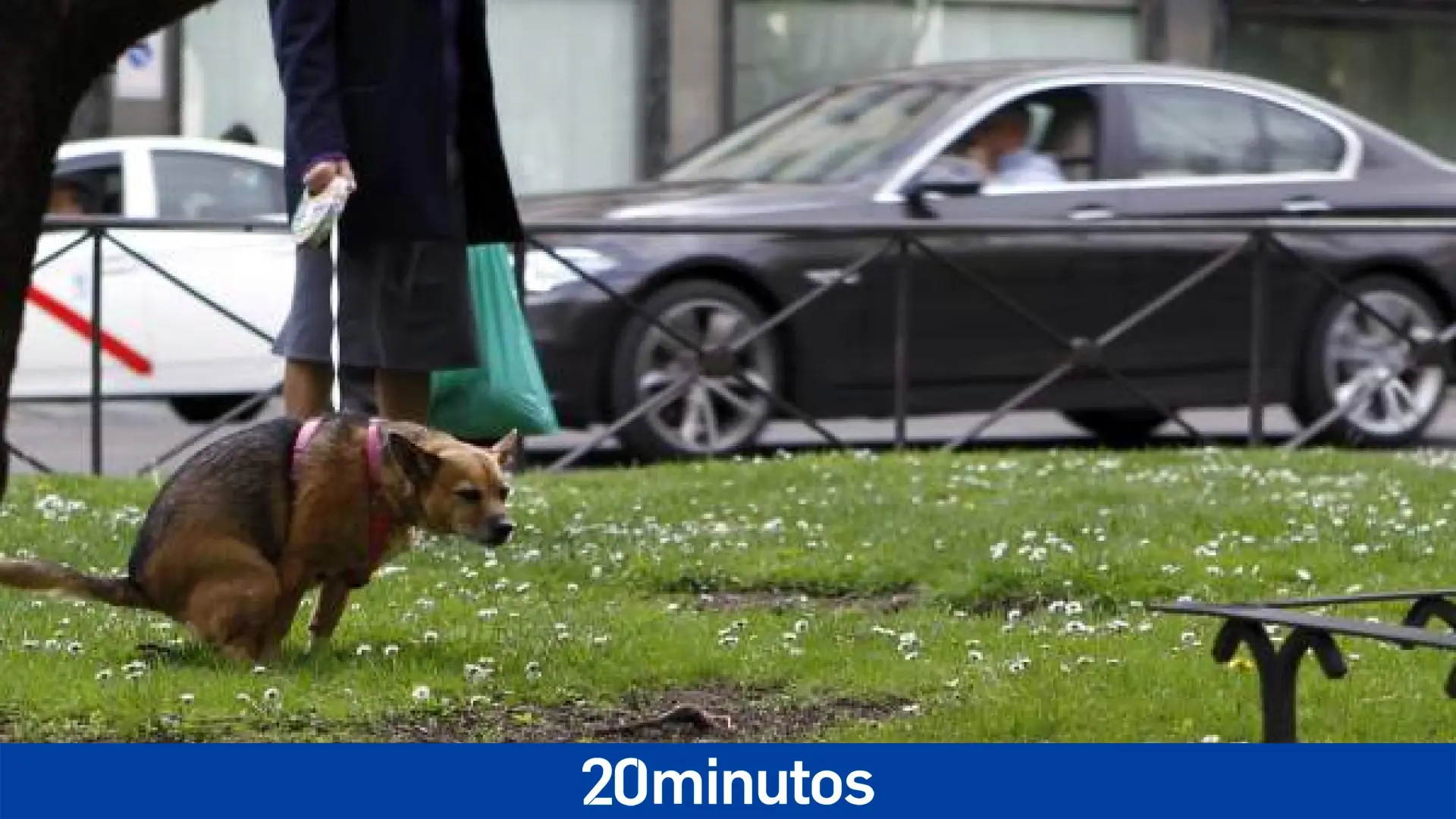El motivo por el que nunca deberías tirar al váter las cacas de tu mascota, según un veterinario El motivo por el que nunca deberías tirar al váter las cacas de tu mascota, según un veterinario