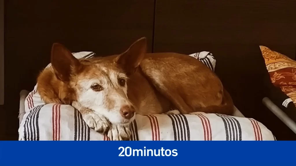 Fotos: Fona, Barbie y Pepa, entre los gatos y perros en adopción de la Protectora de Animales de Ciutadella