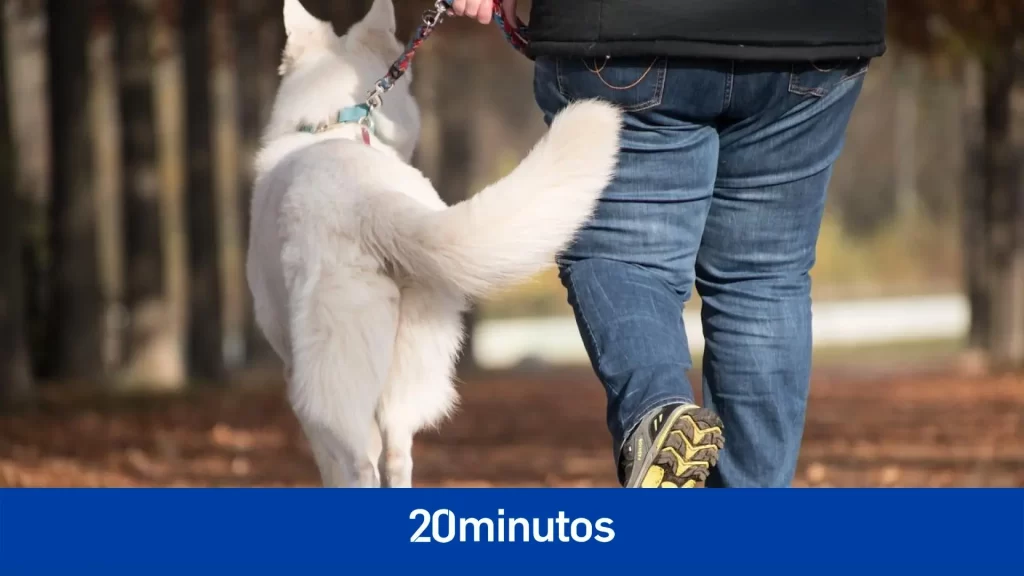 La identificación obligatoria de perros, gatos y hurones entra en vigor con la nueva Ley de Bienestar Animal