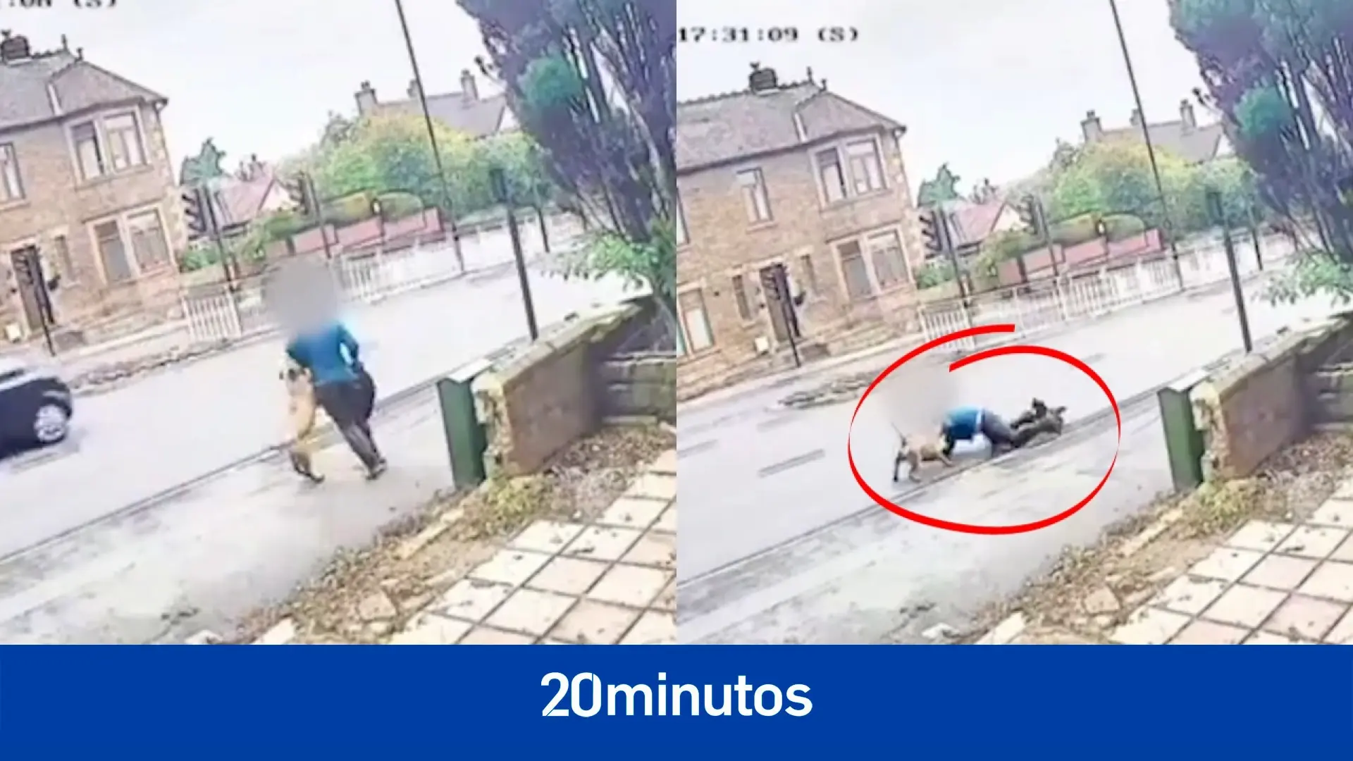 Un mastín ataca a un paseador de perros hasta dejarle en el suelo